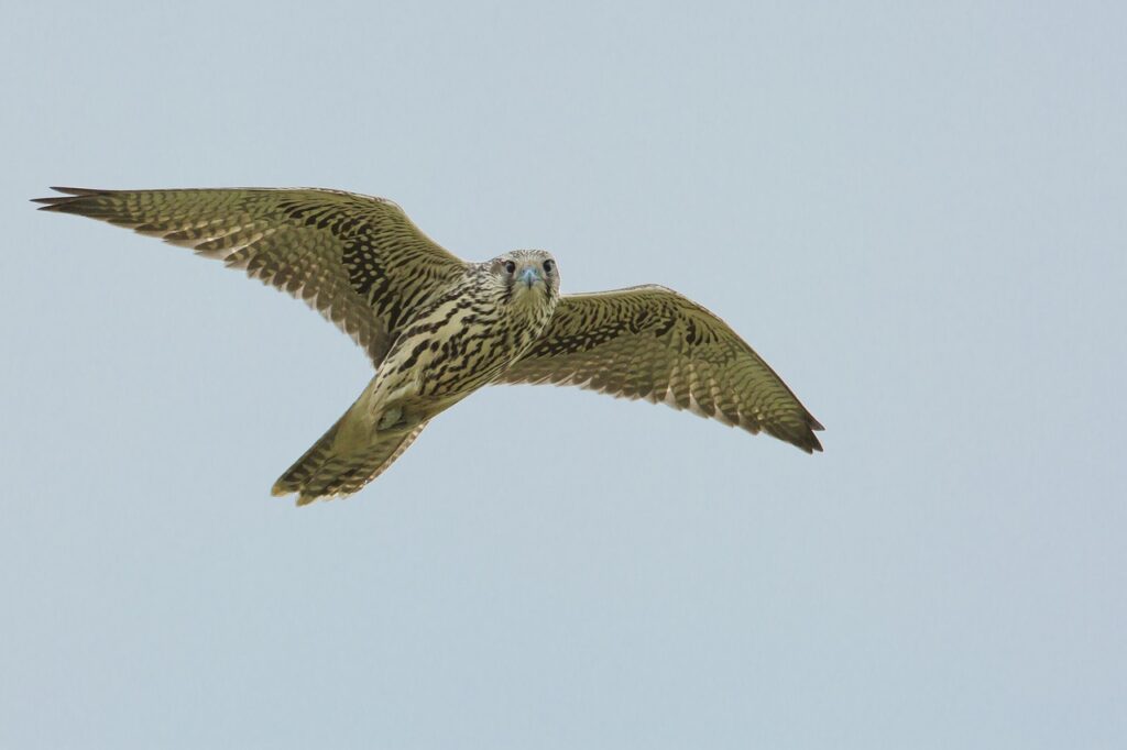 bird, access the local peregrine, flying-2162612.jpg