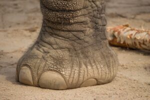 elephant, foot, mammal-4049704.jpg