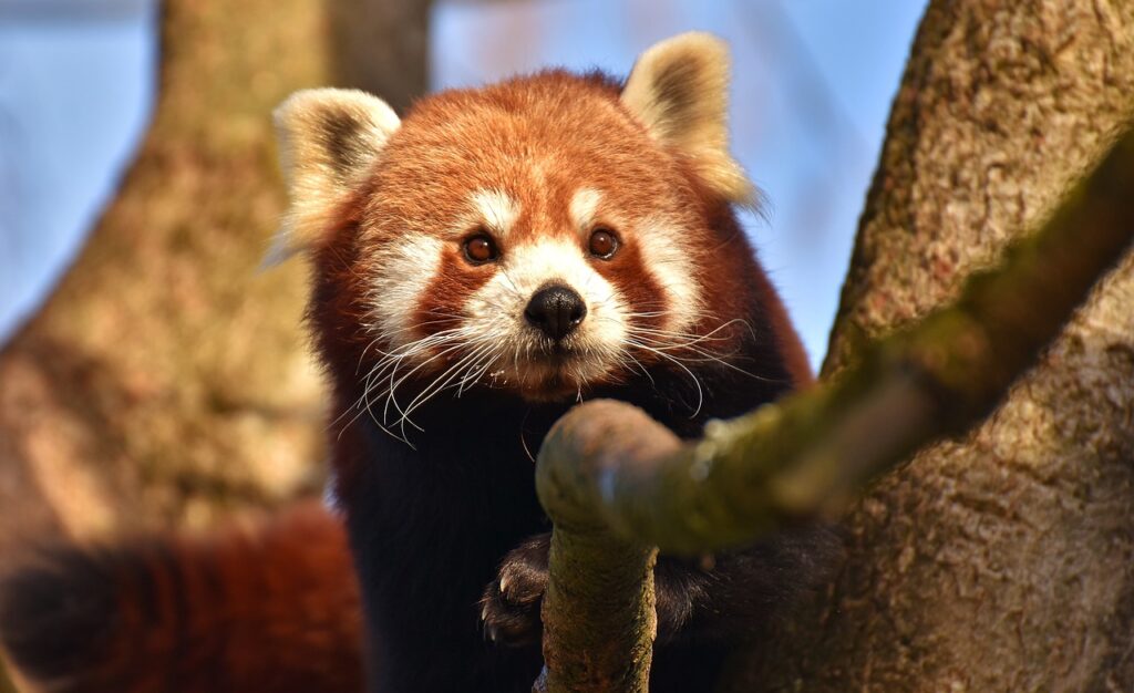 little panda, red panda, cat-bear-3040830.jpg